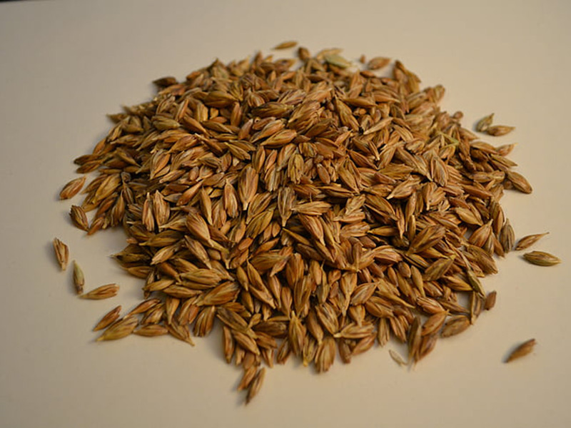 小麥嘔吐毒素怎么檢測