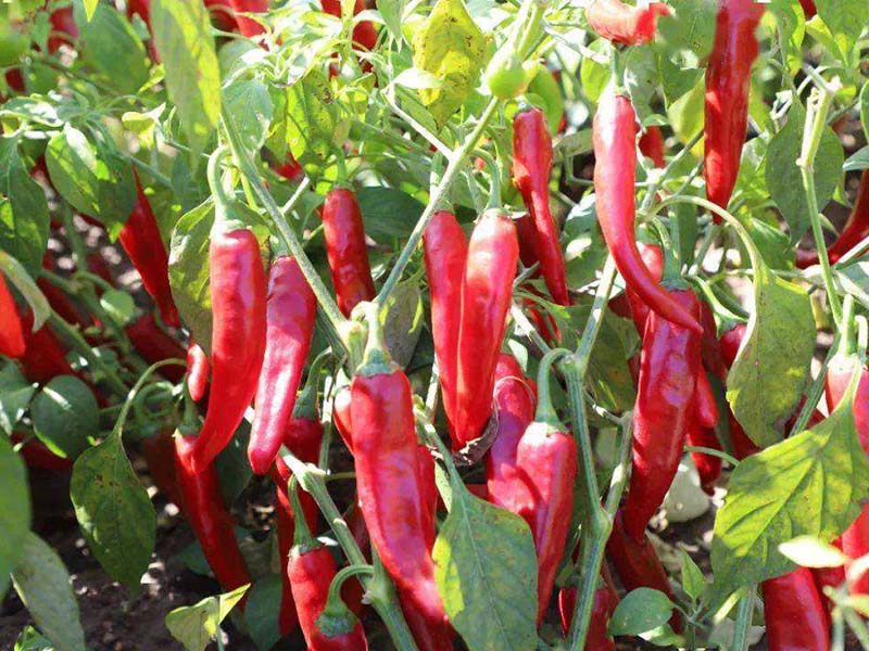 辣椒怎么施肥 辣椒怎么施肥