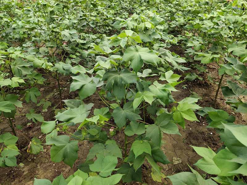 土壤有機質測定方法 土壤有機質測定方法