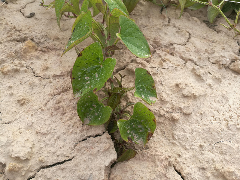 土壤水分測量儀